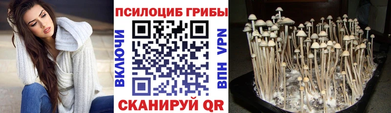 как найти   Кушва  Галлюциногенные грибы Psilocybe 